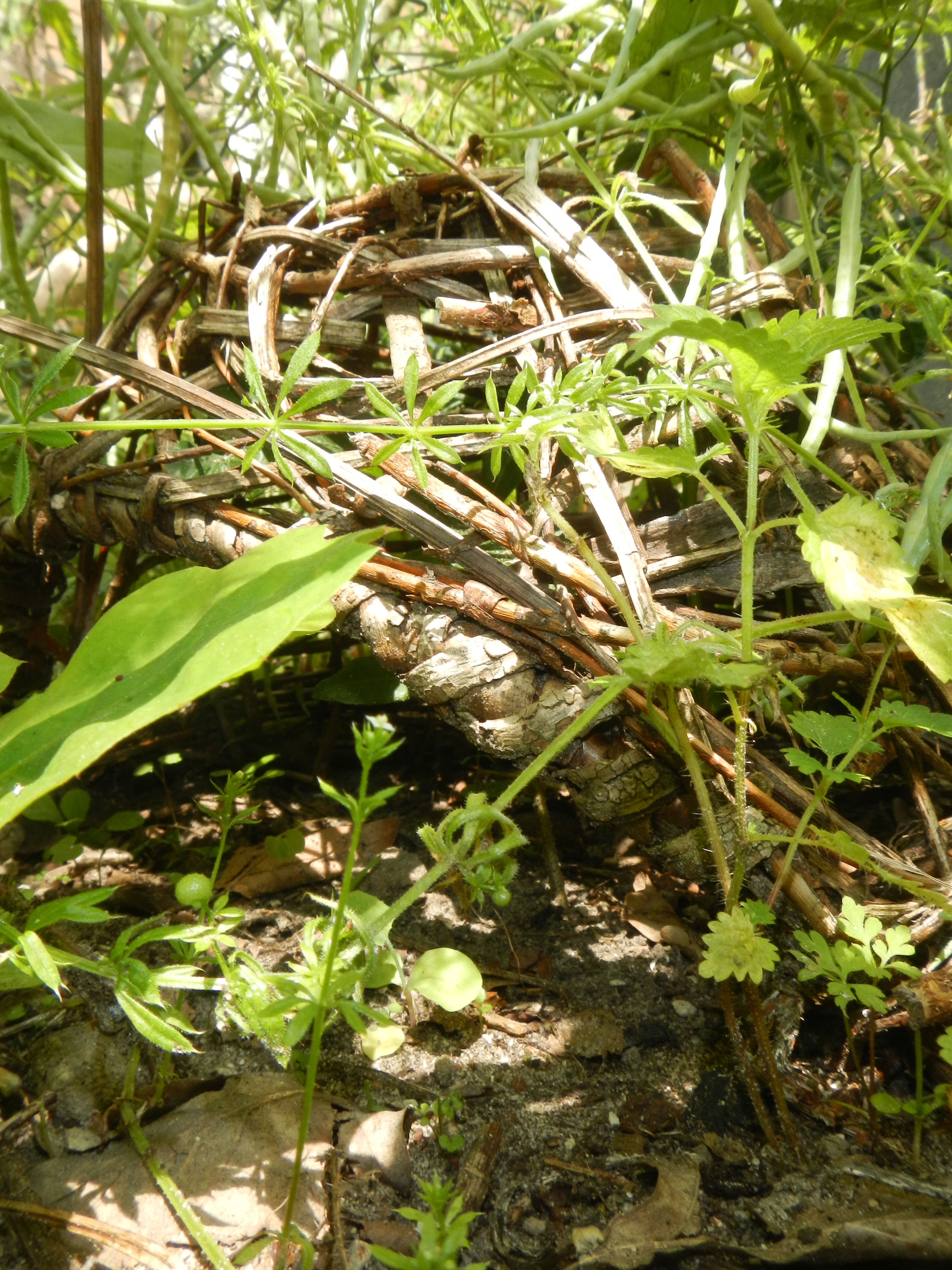 wild basketry